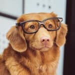 Friends of Homeless Animals Virginia | Saving Lives Since 1973