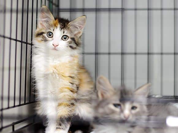 Local Cat Adoption Events in Virginia Petco Stores