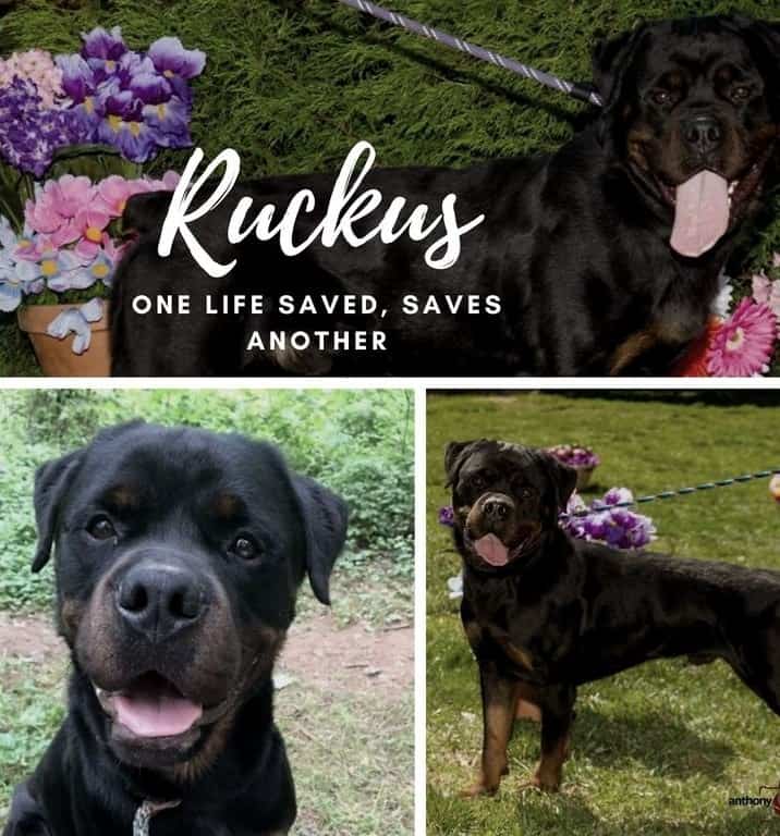 RuckusSavesALife