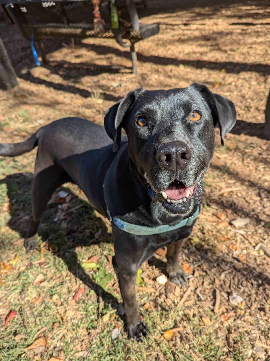 15 American Pit Bull Terrier Mixed Breeds - HubPages, image size:1084x1446