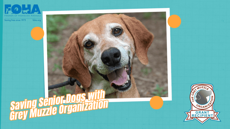 Friends of Homeless Animals Virginia | Saving Lives Since 1973