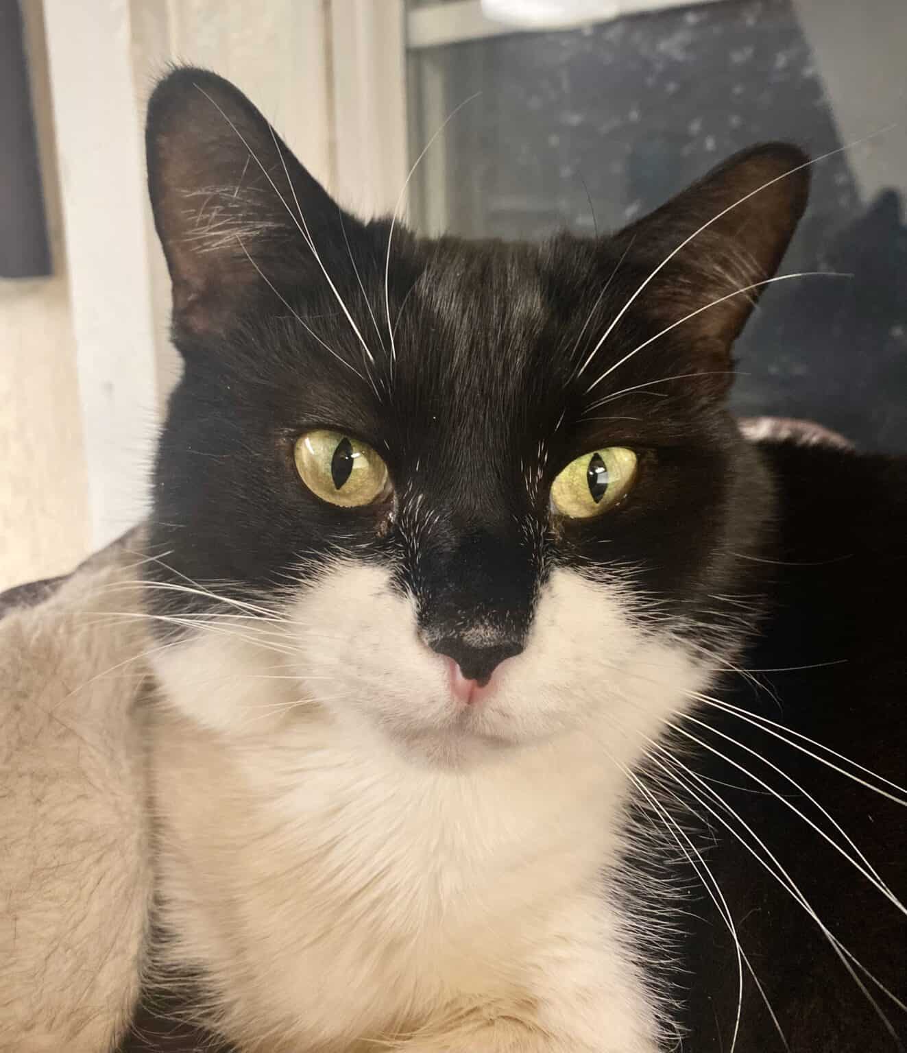 Friends of Homeless Animals Virginia | Saving Lives Since 1973
