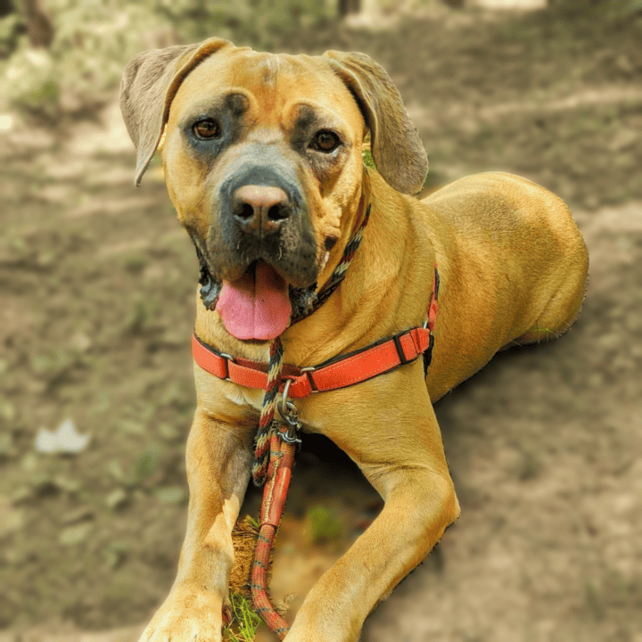 Friends of Homeless Animals Virginia | Saving Lives Since 1973