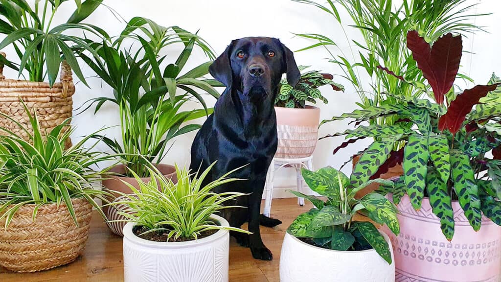 Non poisonous store plants for dogs