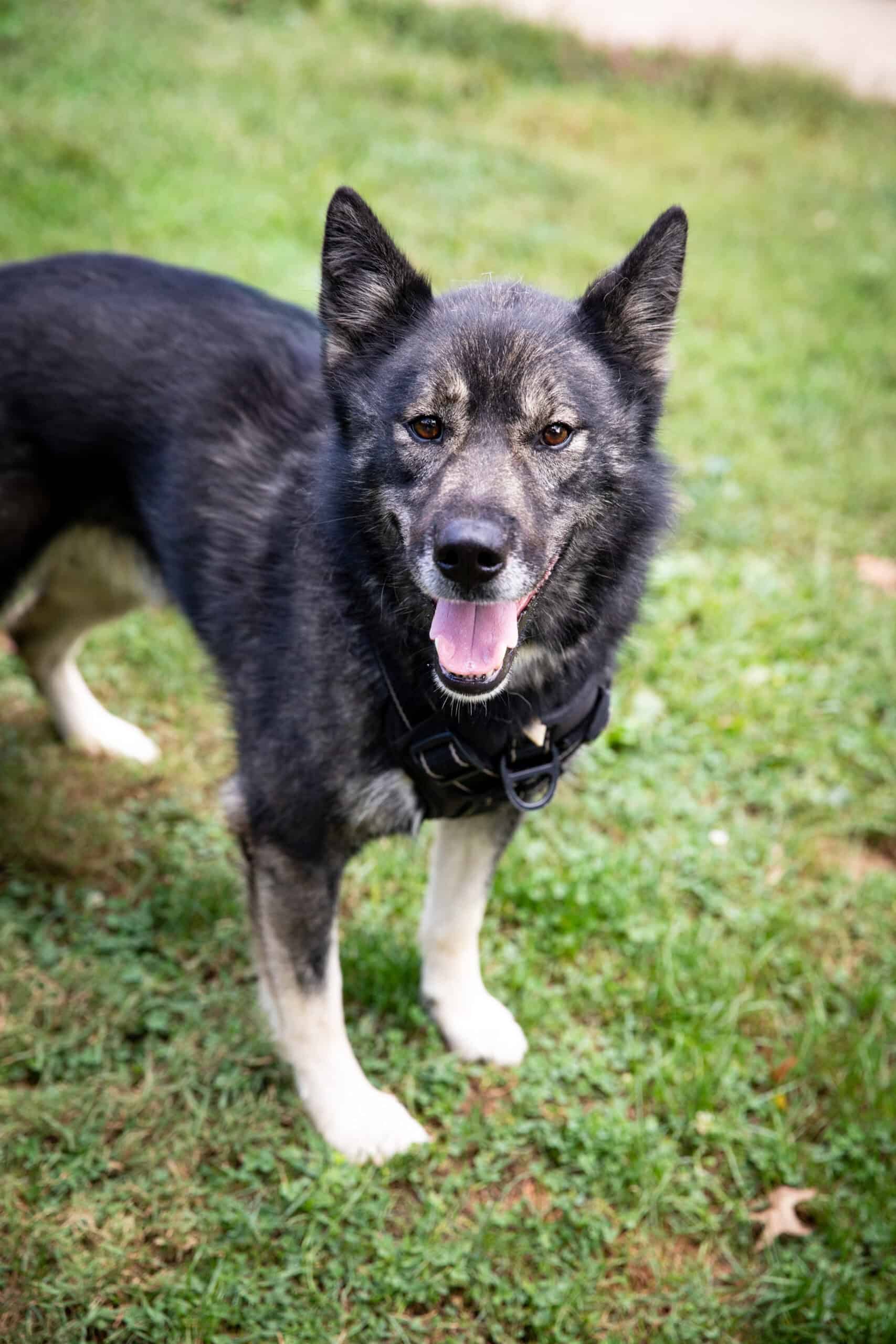 Kai | Pet Fostering Program