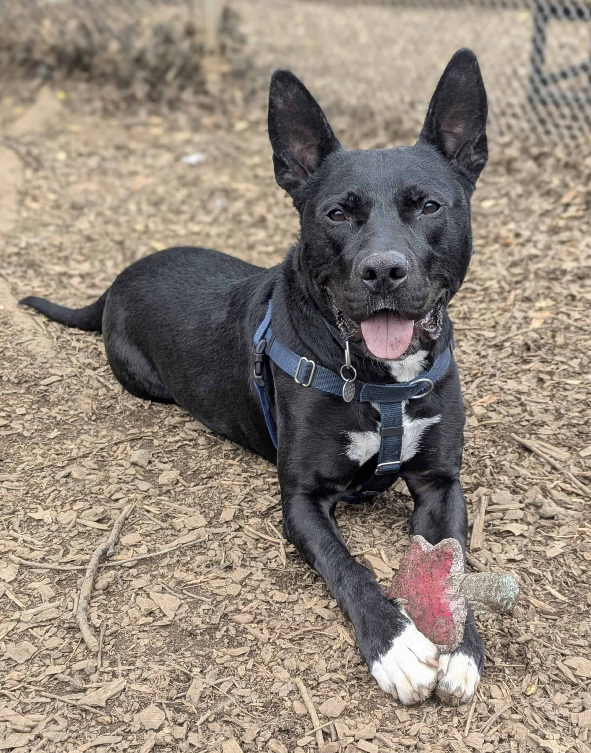 FOHA | No-Kill Animal Shelter in Aldie, VA | Since 1973