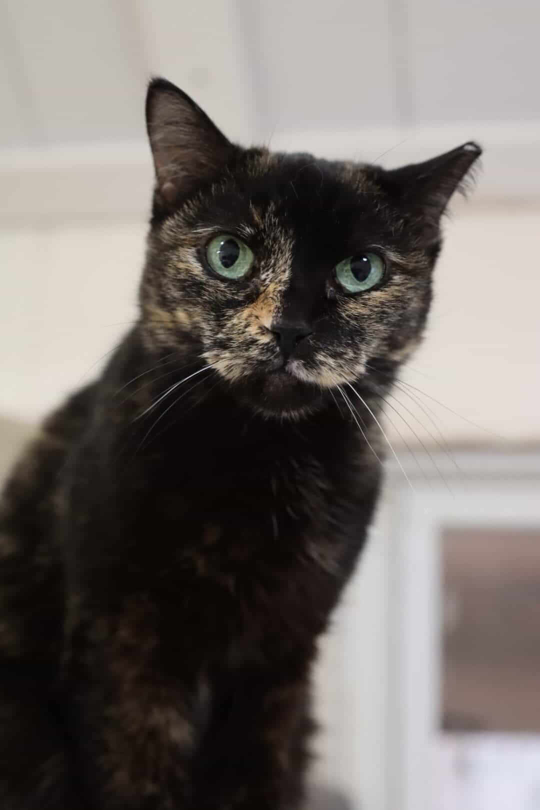 Friends of Homeless Animals Virginia | Saving Lives Since 1973