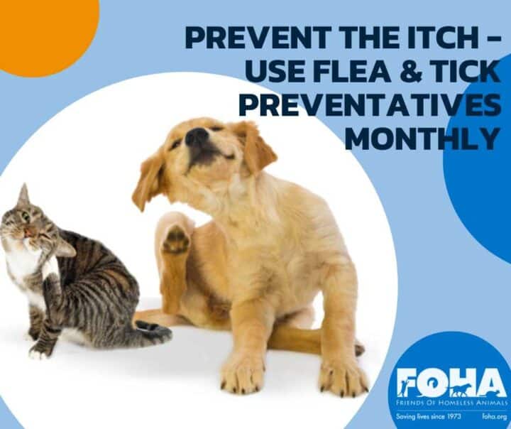 Cat and dog scratching. Spring weather brings out fleas and ticks. A visit to your local veterinarian can prevent infestations.