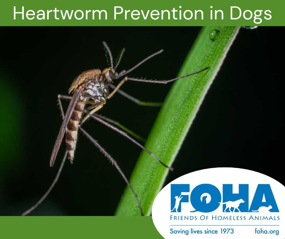 HeartwormPrevention HeartwormPrevention