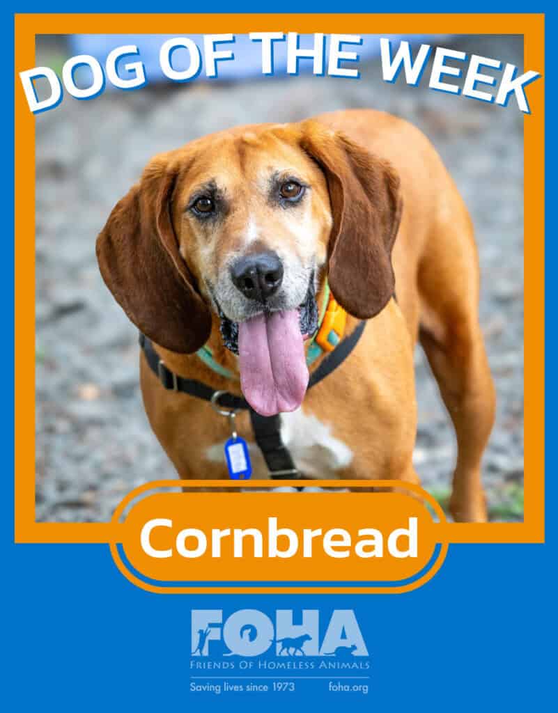 Pet of the week.zip - 8_11 - Cornbread