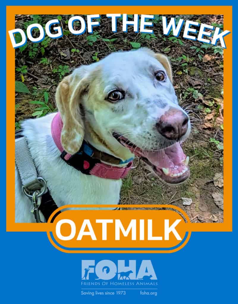 Pet of the week.zip - Oatmilk 7_14