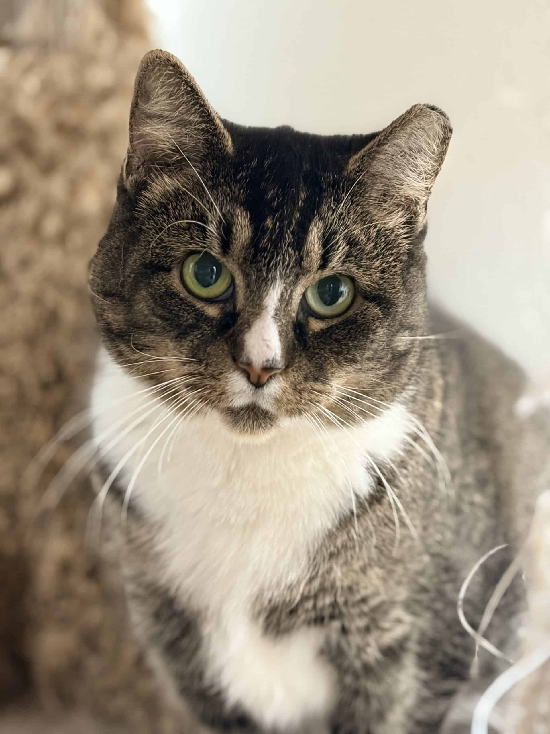 FOHA | No-Kill Animal Shelter in Aldie, VA | Since 1973