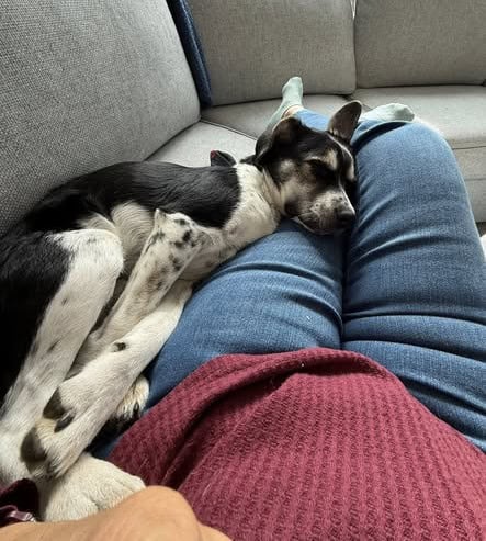 Medium sized black and white dog relaxing comfortable on his owner's outstretched legs, on a comfy couch.