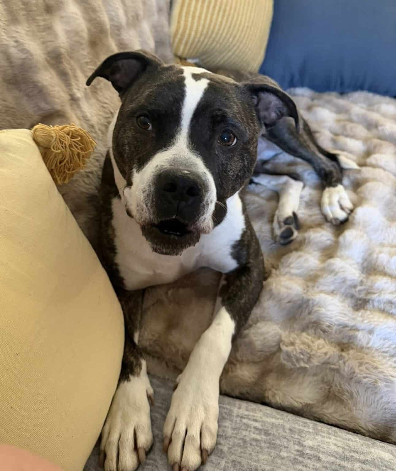 FOHA | No-Kill Animal Shelter in Aldie, VA | Since 1973