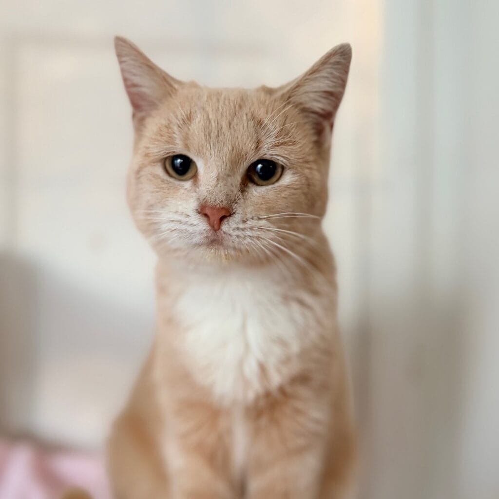 e0630175a1d3fca10293a3cbf2b68cc1