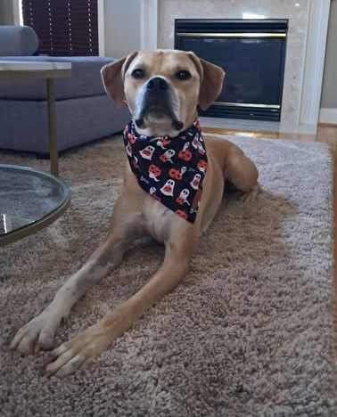 Large golden dog indoors laying in front of fireplace.