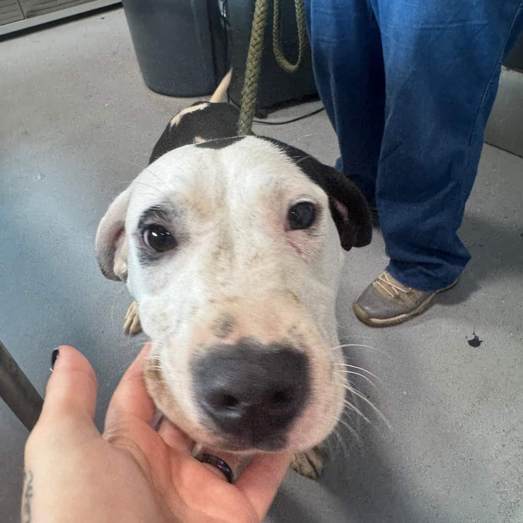 Happy rescue dog waiting for a home. Fill out our pet adoption form to meet adoptable dogs at FOHA.