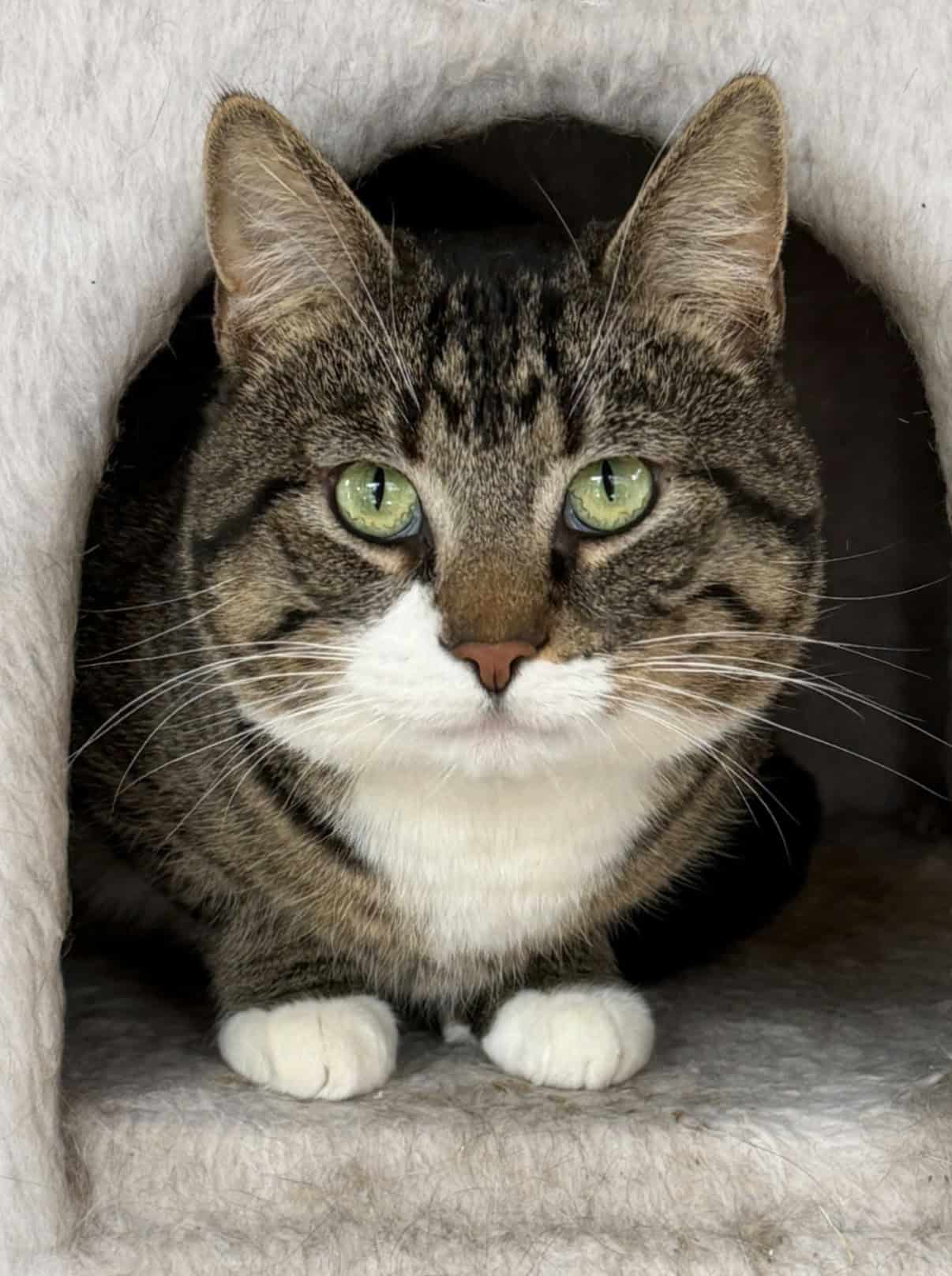 FOHA | No-Kill Animal Shelter in Aldie, VA | Since 1973