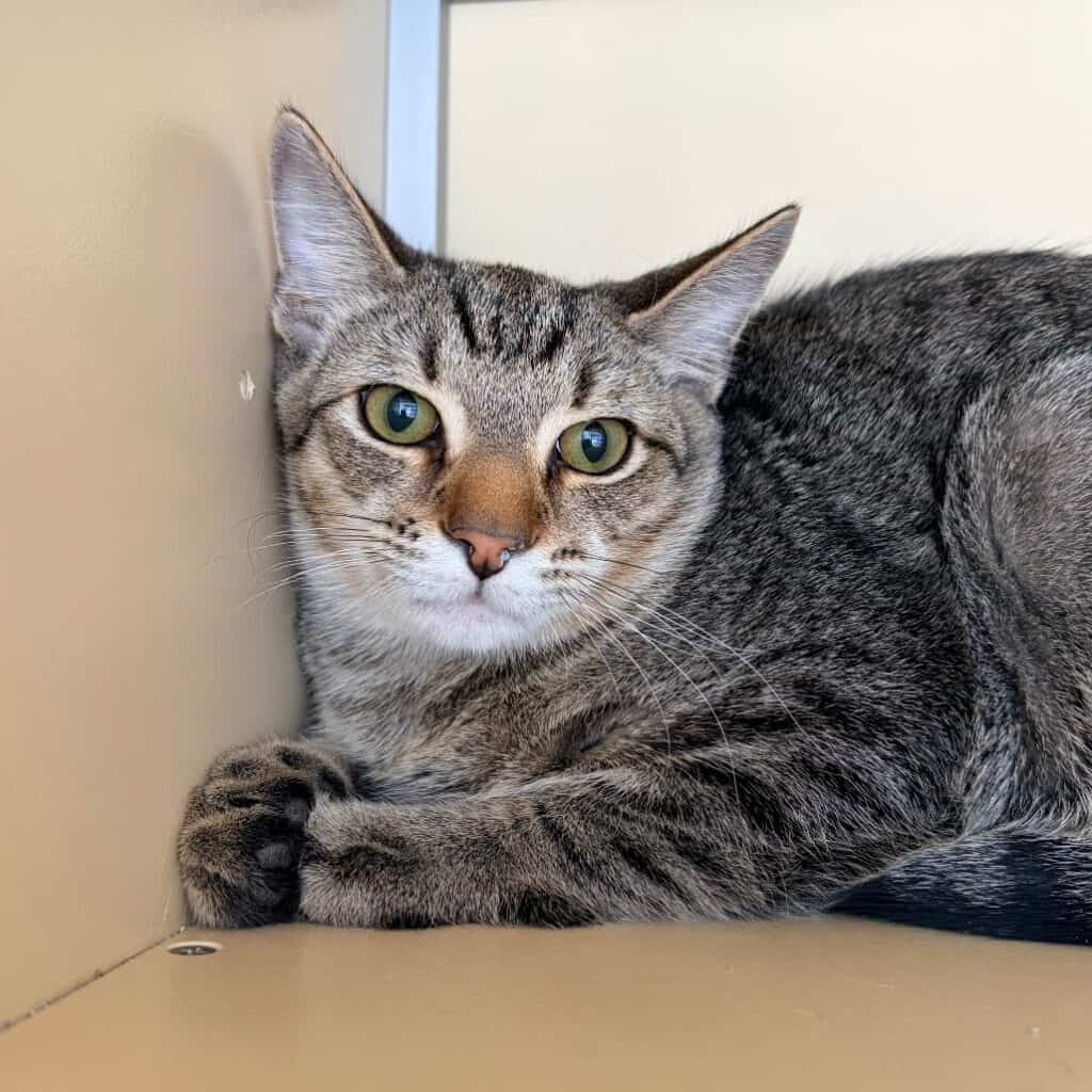 60dc0235ea6bf0dbe14a1a1c9a3d968e