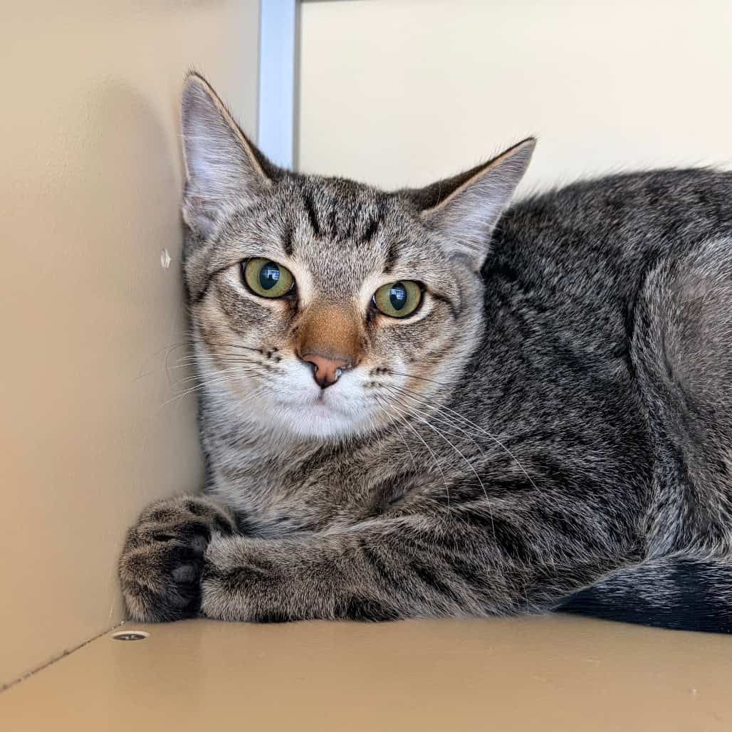 Cute adoptable cat ready for a forever home. Complete our online pet adoption form to meet FOHA cats.
