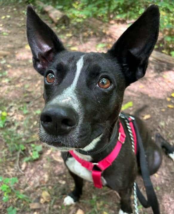 Milo