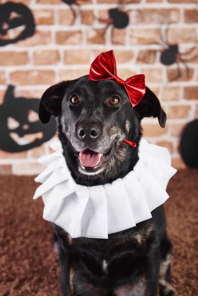 portrait-dog-halloween-costume-scaled