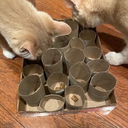 Using Puzzle Feeders with Your Cat - Cat Adoption Team