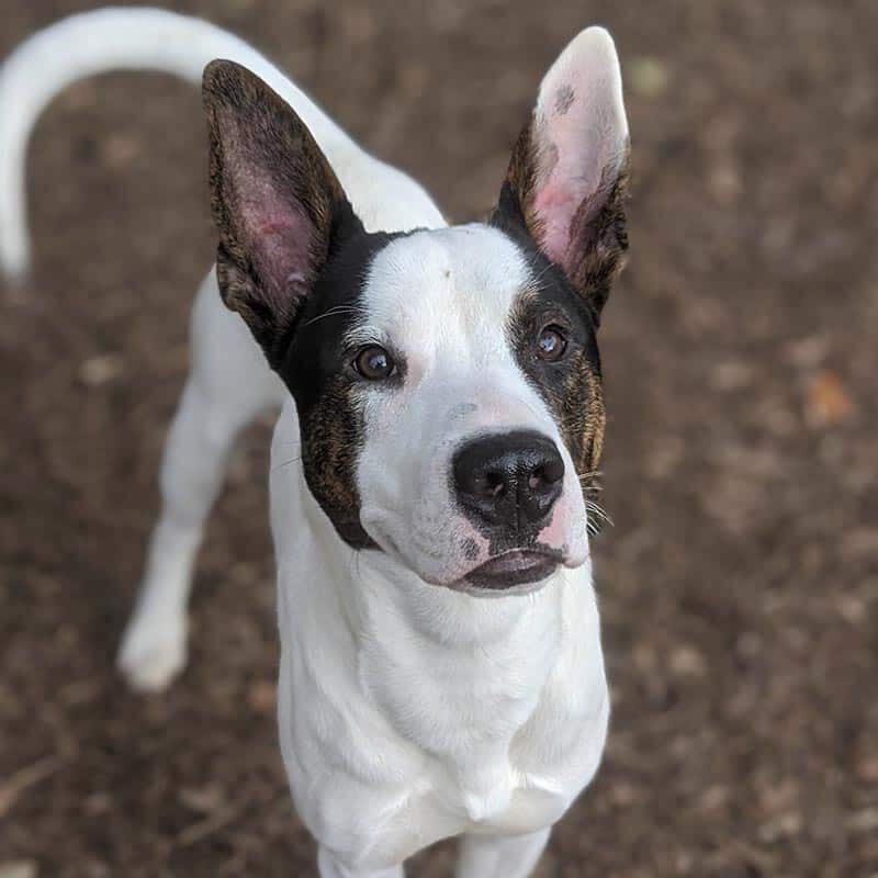 Black and white dog