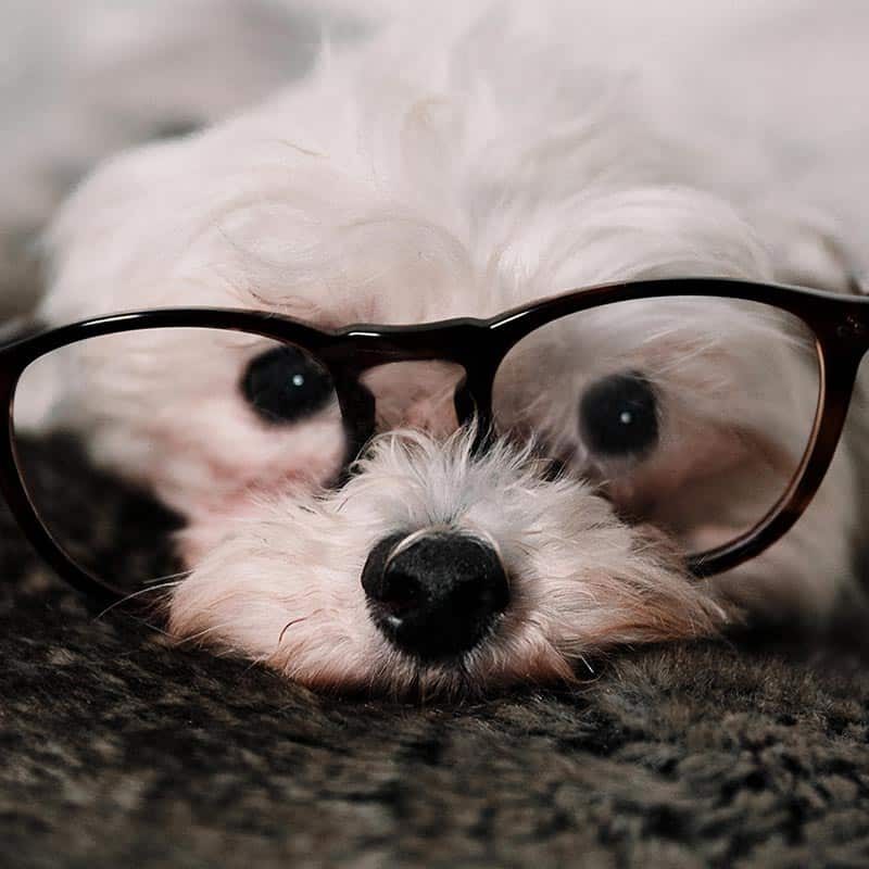 Dog with glasses on