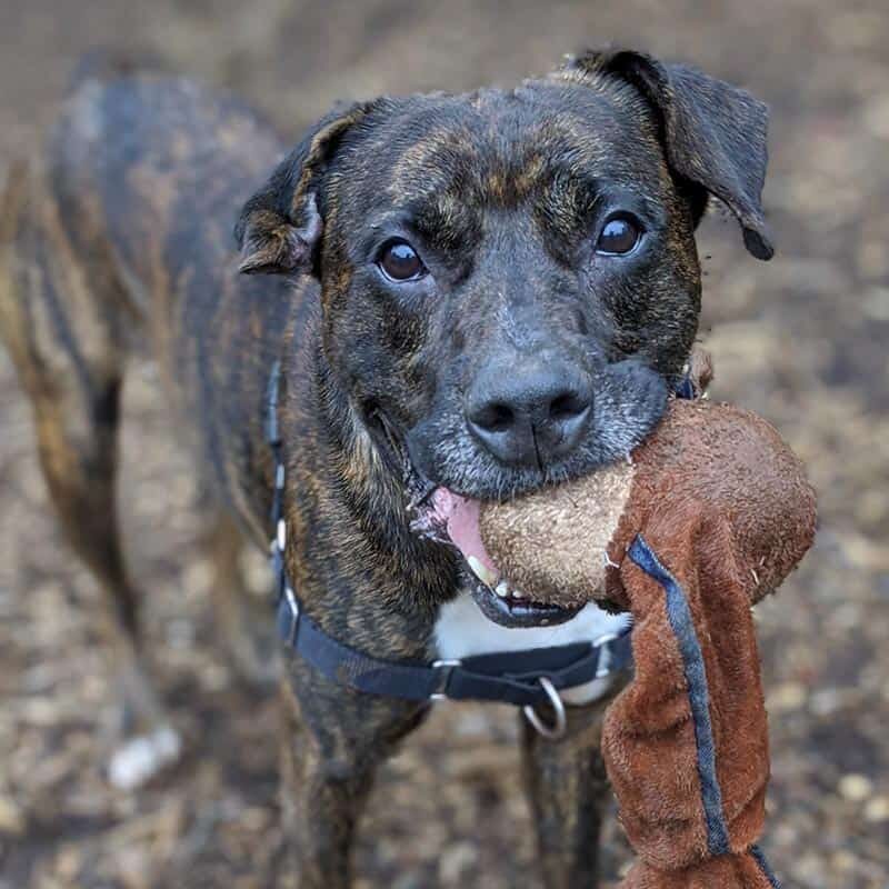 Dog holding ripped up baseball