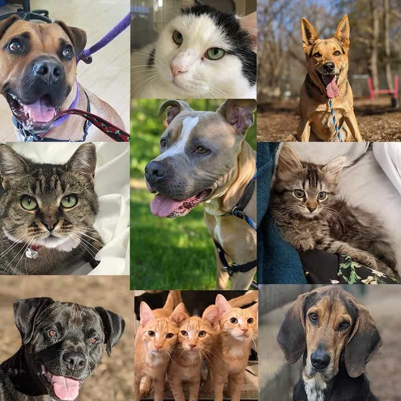 Grid of dog and cat pictures