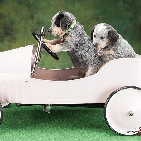 Puppies in a toy car