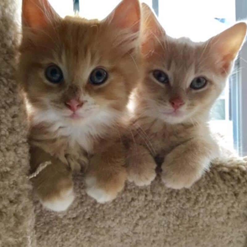 two-kittens